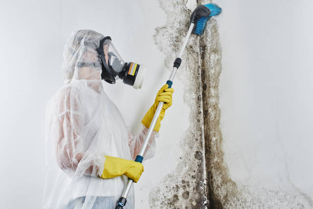 Mold Remediation for Rental Properties in Mason City, IL