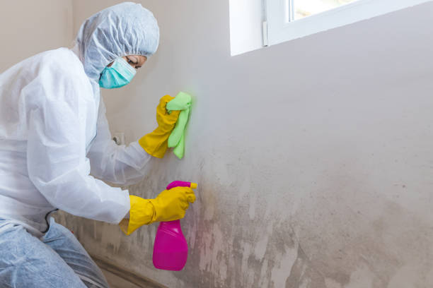 Forensic Mold Investigation in Mason City, IL